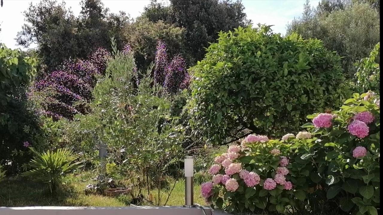 Apartment Lavanda Nova Ražanj Dış mekan fotoğraf