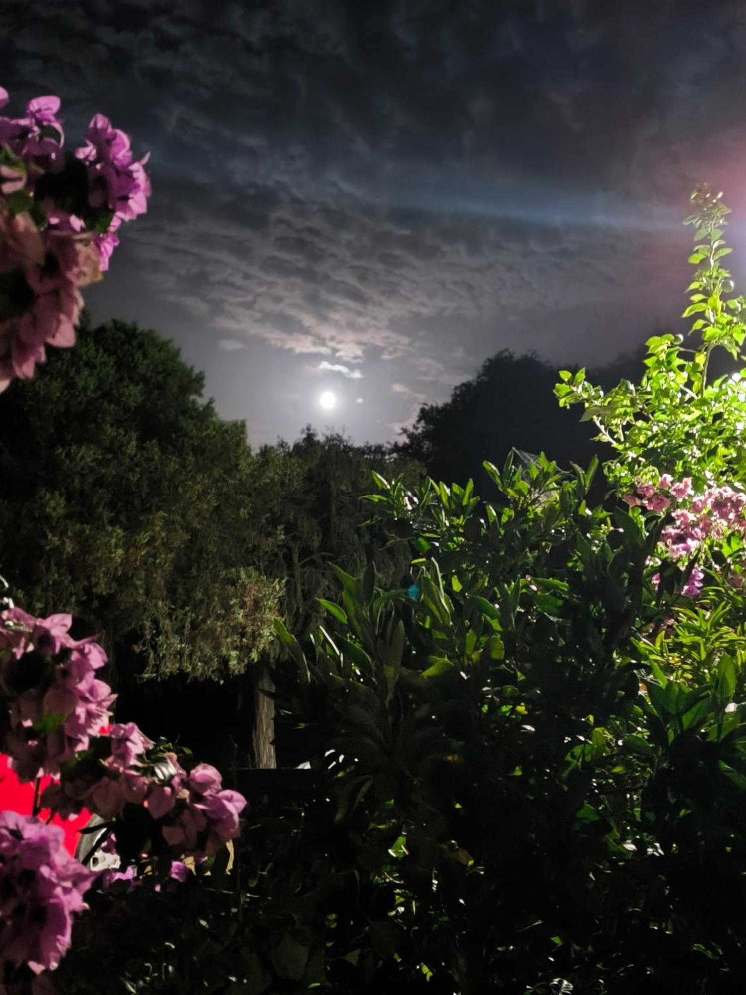 Apartment Lavanda Nova Ražanj Dış mekan fotoğraf