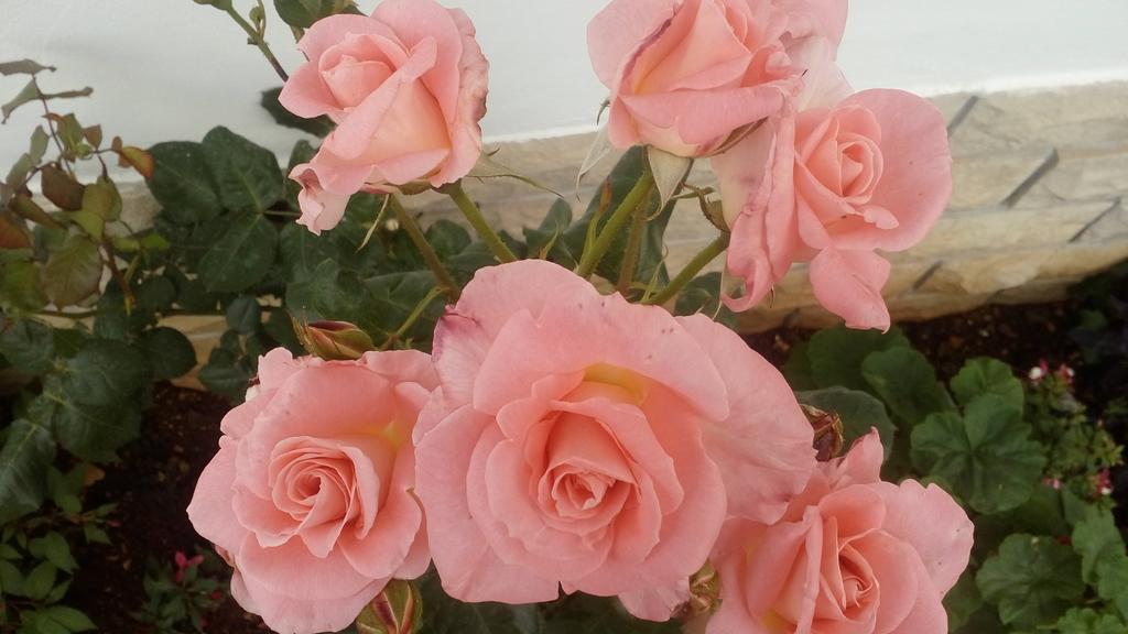 Apartment Lavanda Nova Ražanj Dış mekan fotoğraf