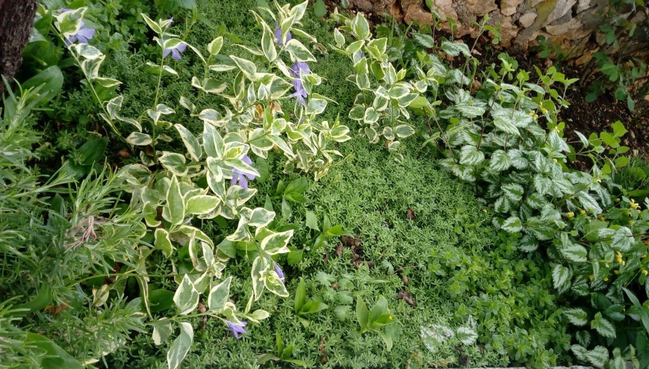 Apartment Lavanda Nova Ražanj Dış mekan fotoğraf